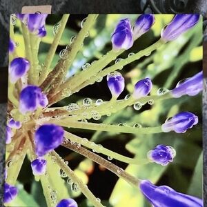 Vibrant Purple Photograph On Metal